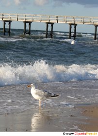 Möwe am Ostsee Foto kostenlos