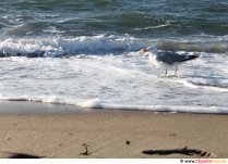 Möwe am Strand Bild kostenlos