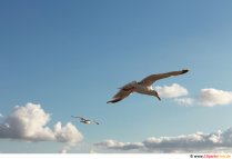 Möwe im Himmel Foto kostenlos