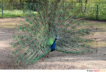 Pfau Foto kostenlos
