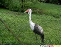 Reiher im Zoo Foto kostenlos