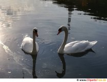 Schwäne am Wasser Foto kostenlos