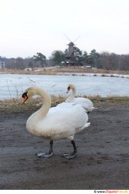 Schwäne Foto kostenlos