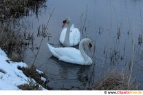 Schwäne im Winter Bild kostenlos