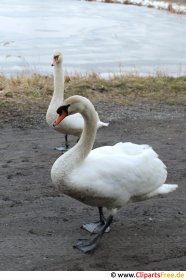 Schwäne laufen am Strand Foto