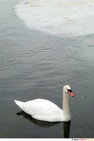 Schwan am Wintersee Foto