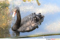 Schwarzer Schwan Foto kostenlos