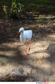 Storch spaziert auf dem Weg Stockfoto kostenlos
