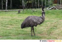 Strauß an der Wiese Foto