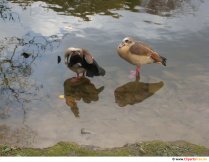 Vögel im Wasser Foto kostenlos