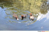 Wilde Enten Foto kostenlos