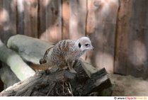 Безплатна снимка на Meerkat
