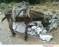 Esel zum Reiten Foto kostenlos