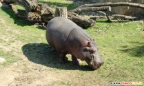 Foto hippopotamus n'efu