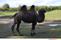 동물원의 낙타 사진 무료