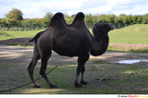 Photo de chameau dans le zoo gratuitement