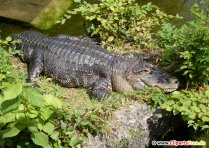 Crocodiles Photo Free7