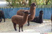 Llama foto gratis