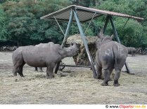 Gambar badak sumbu dalam zoo