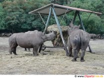 Photo de rhinocéros dans le zoo