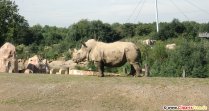 Photo de rhinocéros gratuitement