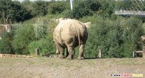 Rhinos dans le zoo photo gratuit