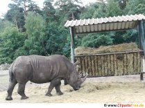 Rhinoceros Photo Free