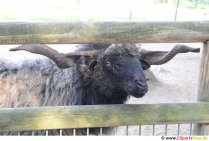 Овца с рога снимка безплатно