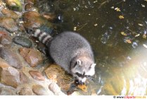 Foto raccoon n'efu