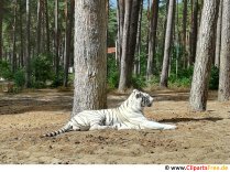 Weisser Tiger Foto