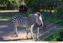 Foto zebra n'efu