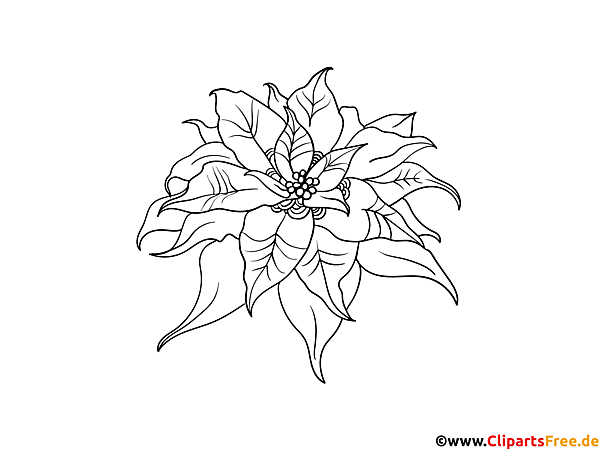 Weihnachtsstern Bild zum Drucken und Ausmalen