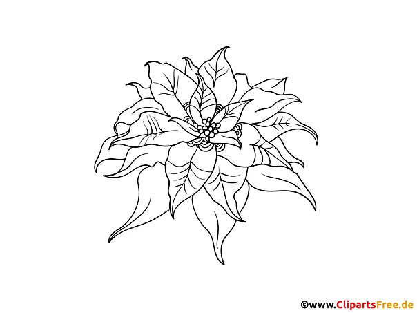 Weihnachtsstern Bild zum Drucken und Ausmalen