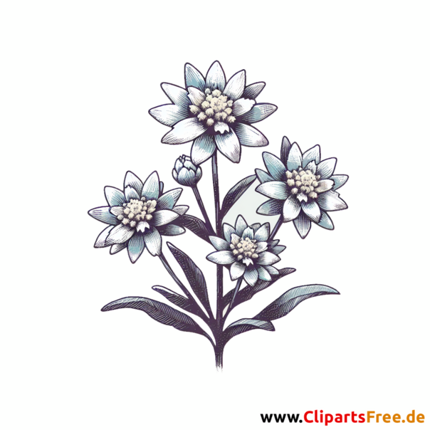 Edelweiss Clipart - Bilder zum Herunterladen