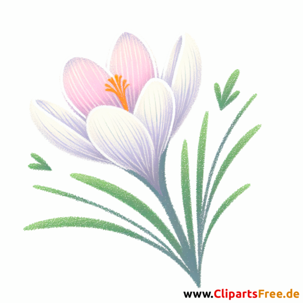 Krokus Clipart - Bilder zum Herunterladen