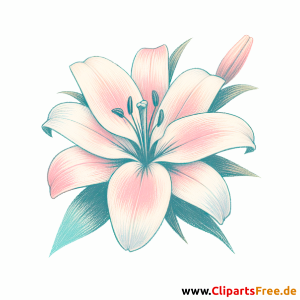 Lilie Clipart - Bilder zum Herunterladen