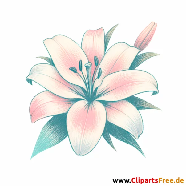 Lilie Clipart - Bilder zum Herunterladen