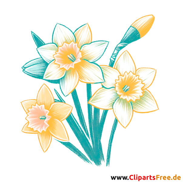 Narzissen Clipart - Bilder zum Herunterladen