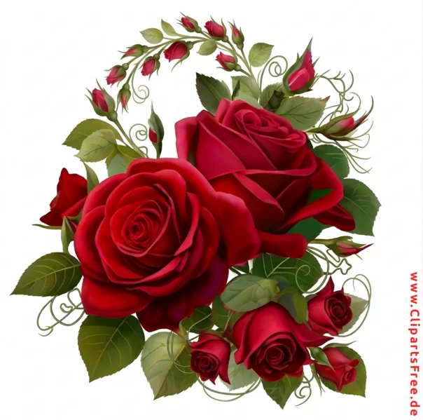Rote, schöne Rosen auf weissem Hintergrund Clipart