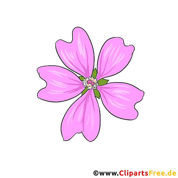 Malve (Malva) Blume Clipart gezeichnet vom Foto kostenlos