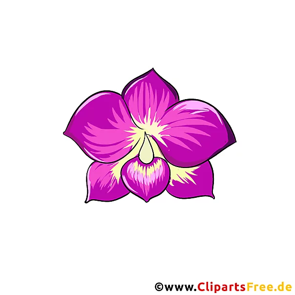 Orchidee Bild - schöne Blumen Cliparts kostenlos