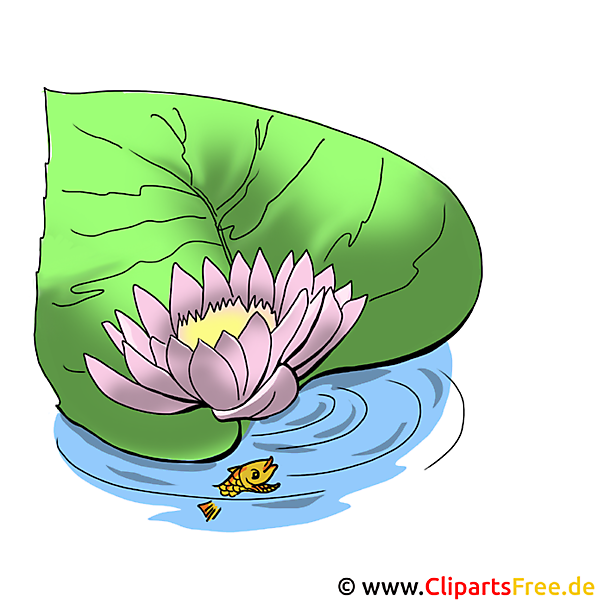 Teichrose Bild - Blumen Bilder und Grafiken kostenlos