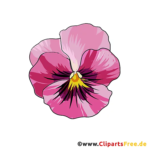 Veilchen oder Violen (Viola) Blume Clipart, Bild kostenlos
