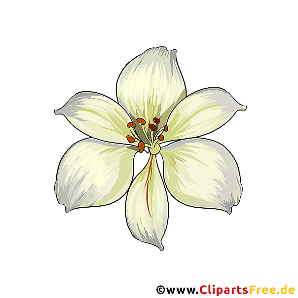 Weiße Lilie Blume Clipart gezeichnet vom Foto kostenlos