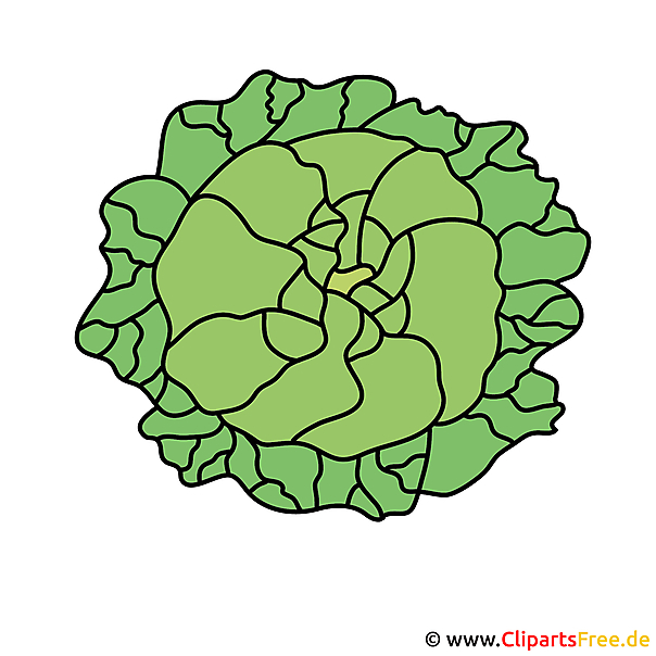 Obraz kapusty - wektor clipart Obraz kapusty - wektor clipart