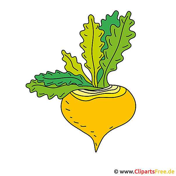 Rzepa obraz - wektor clipart Rzepa obraz - wektor clipart