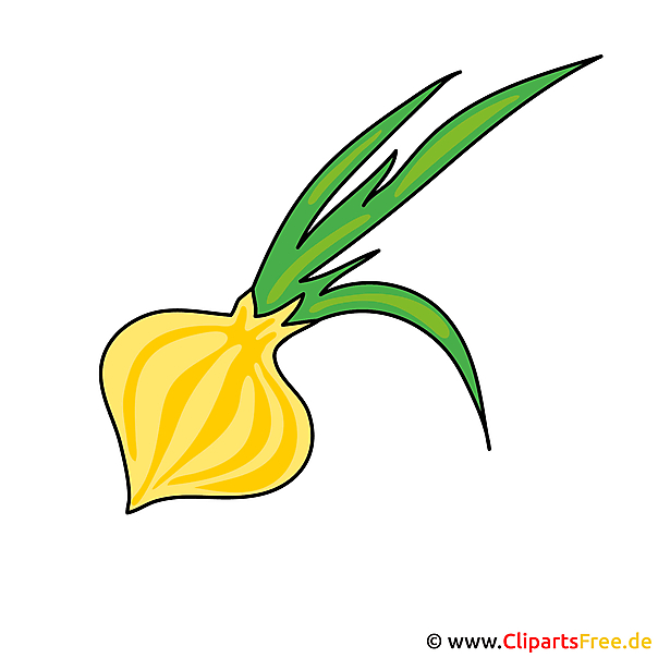 Obraz cebuli - wektor clipart Obraz cebuli - wektor clipart