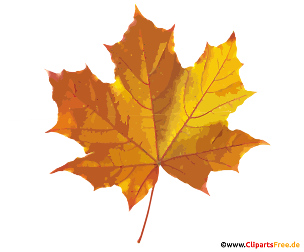 Ahornblatt im Herbst Bild, Grafik, Clip Art