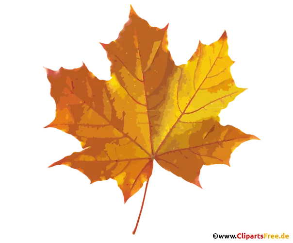 Ahornblatt im Herbst Bild, Grafik, Clip Art