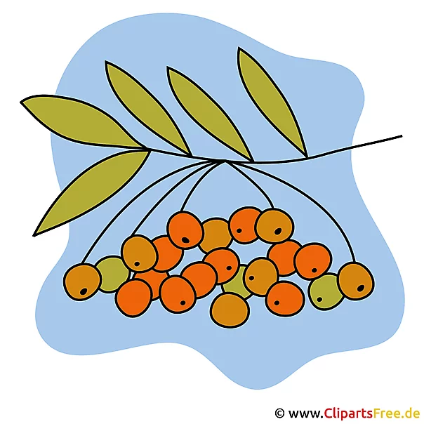 Eberesche Clip Art - Kostenlose lizenzfreie Bilder zu Herbst